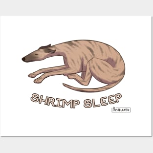 Greyhound Shrimp Sleep Posters and Art